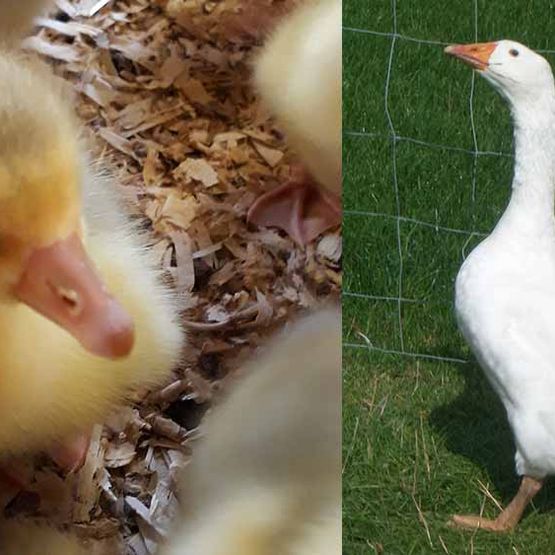 Gänsezucht - unsere Gänse
