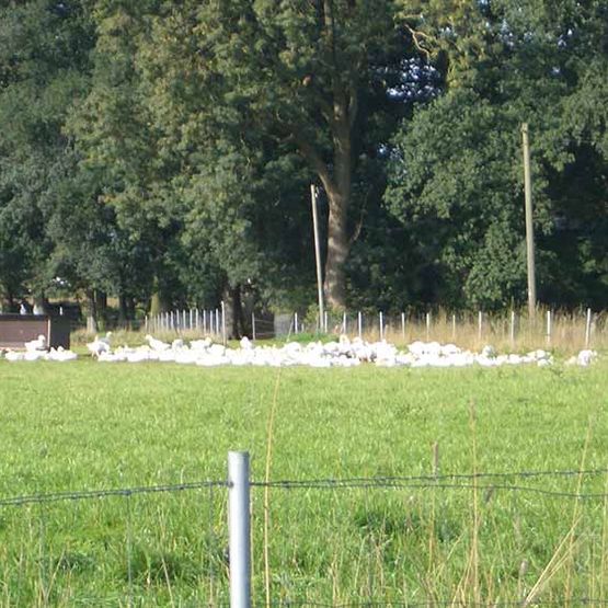 Gänsezucht - unsere Gänse